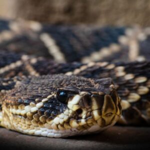 Western diamondback rattlesnake (Crotalus atrox)