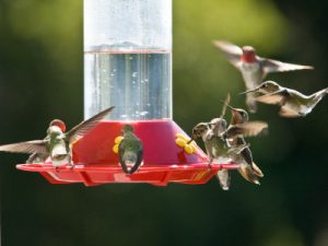 Hummingbird Nectar Recipe. Hummingbirds at red feeder.