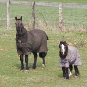 Winter Care for Horses. Horses in field with wraps.