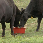 Nutrition is Important Part of Good Herd Health Program. 150-lb cattle tub.