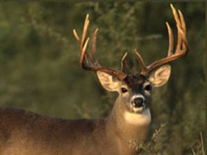 Deer Health and Nutrition Tips during Antler Growth Season