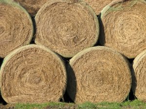 Coastal Bermuda hay and Alfalfa available. 