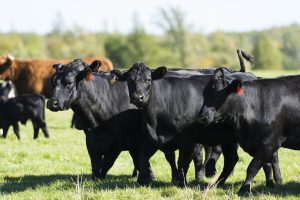 Livestock