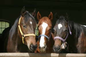 Horse Feeds