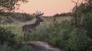 deer and wildlife