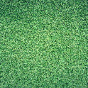 Lawn Seed