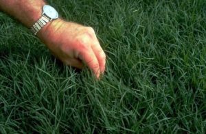Improved grasses - Bermudagrass