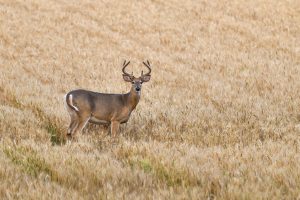 Culling or Harvesting Management Deer