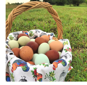 chicken eggs
