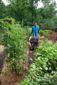 Vegetable Garden