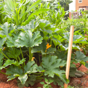 March Gardening