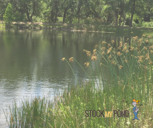 Stock My Pond