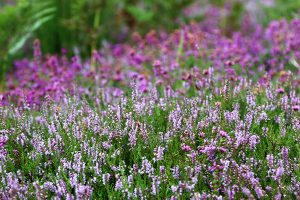 May Gardening Tips