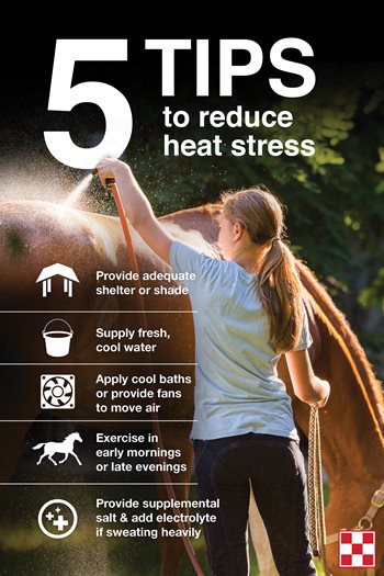 How to Keep Horses Cool in Hot Weather. Girl washing brown horse.