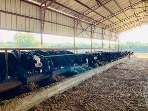 cattle mineral