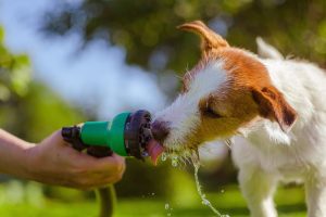 DIY Frozen Dog Treats