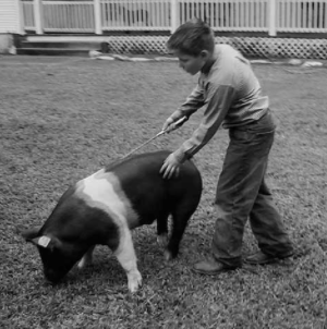 Increasing Pig Growth Rate in Show Pigs