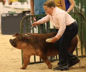 Free Show Ring Success Barrow Seminar