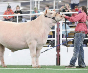 Free Show Ring Success Steer Seminar