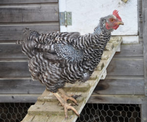 Amino Acids: Helping Your Flock Through Molt