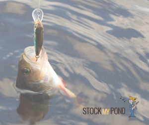 Stock My Pond photo of a fish hooked in a lake