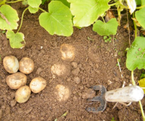 Potatoes for February Garden