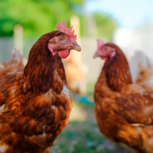 Got Ticks? Chickens Might be the Best Way to Get Rid of Ticks