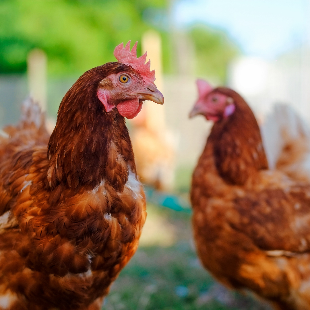 Got Ticks? Chickens Might be the Best Way to Get Rid of Ticks Odiorne