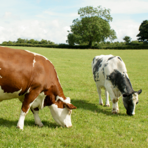 Managing 4 Types of Forage : cows in pasture