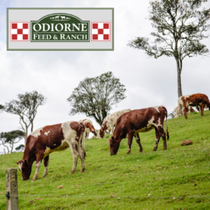 Considerations for This Growing Season: multiple cows in pasture