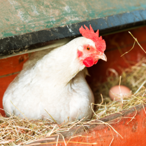 Switch to a Chicken Layer Feed: hen laying with egg next to her
