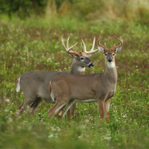2022 – 2023 Texas Hunting Season Dates - Steinhauser's 2022 – 2023 Texas Hunting Season Dates - Steinhauser's