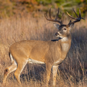 The Impact of Heat Stress on Deer