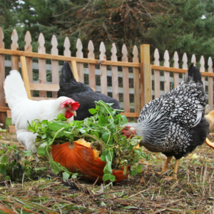 Trick or Treat, Give Your Chickens Something Good to Eat!