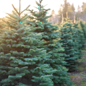 Tips from Stihl: How to Choose a Christmas Tree