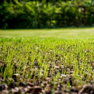 It's Time for Native Grasses!
