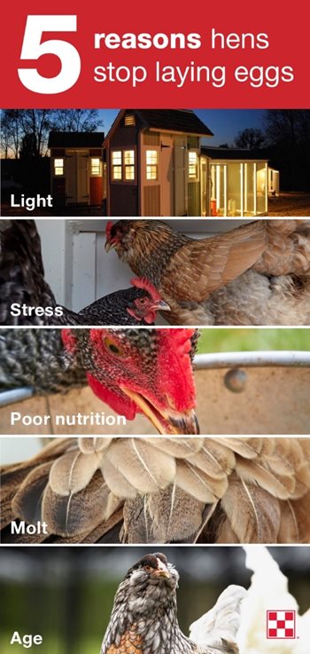 Why Chickens Stop Laying Eggs