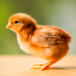 Rhode Island Red Chick