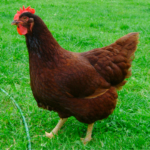 Rhode Island Red Hen