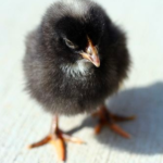 Barred Rock chick