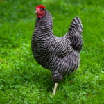 Barred Rock Hen