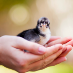 Black Australorp Chick