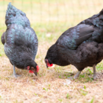 Black Australorp Hen