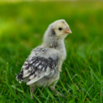 Silver Laced Wyandotte Chick