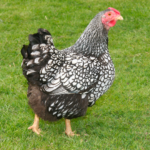 Silver Laced Wyandotte Hen