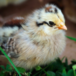 Easter Egger Chick