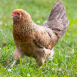 Easter Egger Hen