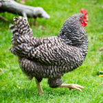 Dominique Hen