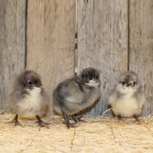 Blue Star Chicks