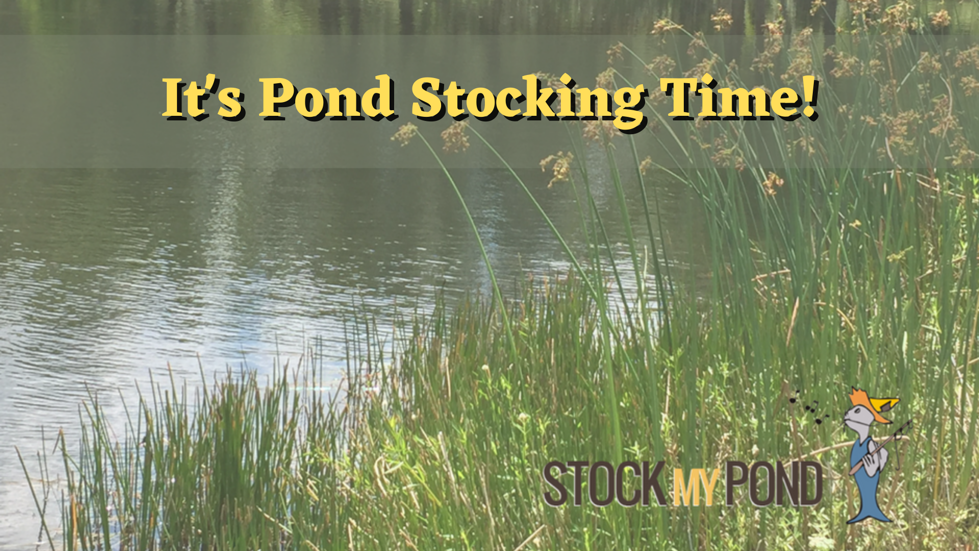 Stock My Pond Visits